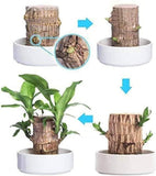 Load image into Gallery viewer, GARDINO Brazilian Lucky Bamboo Live Plant | Good Luck Plant | Lucky Brazil Wood Plant | Healthy Indoor Feng Shui Plant For Home Decor Gardino