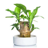 Load image into Gallery viewer, GARDINO Brazilian Lucky Bamboo Live Plant | Good Luck Plant | Lucky Brazil Wood Plant | Healthy Indoor Feng Shui Plant For Home Decor Gardino