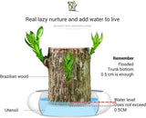 Load image into Gallery viewer, GARDINO Brazilian Lucky Bamboo Live Plant | Good Luck Plant | Lucky Brazil Wood Plant | Healthy Indoor Feng Shui Plant For Home Decor Gardino