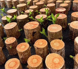 Load image into Gallery viewer, GARDINO Brazilian Lucky Bamboo Live Plant | Good Luck Plant | Lucky Brazil Wood Plant | Healthy Indoor Feng Shui Plant For Home Decor Gardino