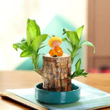 Load image into Gallery viewer, GARDINO Brazilian Lucky Bamboo Live Plant | Good Luck Plant | Lucky Brazil Wood Plant | Healthy Indoor Feng Shui Plant For Home Decor Gardino
