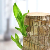 Load image into Gallery viewer, GARDINO Brazilian Lucky Bamboo Live Plant | Good Luck Plant | Lucky Brazil Wood Plant | Healthy Indoor Feng Shui Plant For Home Decor Gardino