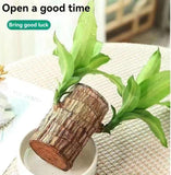 Load image into Gallery viewer, GARDINO Brazilian Lucky Bamboo Live Plant | Good Luck Plant | Lucky Brazil Wood Plant | Healthy Indoor Feng Shui Plant For Home Decor Gardino